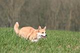 CORGI PEMBROKE 1309